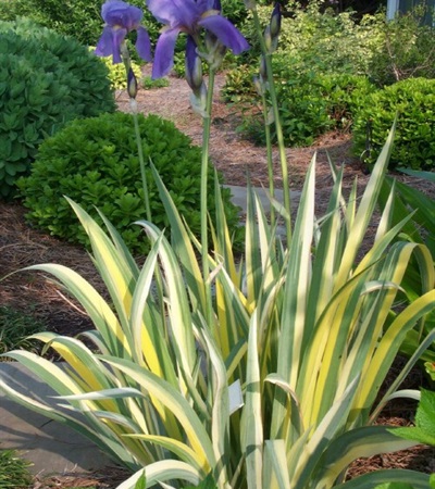 Iris Aureo Variegata